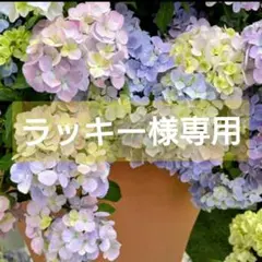 ラッキー様専用　ラグランジア　クリスタルヴェール２　１苗♪のサムネイル