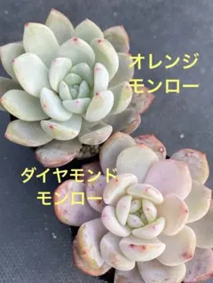 2026年最新】モンロー 多肉の人気アイテム - メルカリ