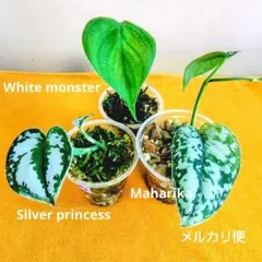 スキンダプサス 3種セット シルバープリンセス マハリカ ホワイトモンスターのサムネイル