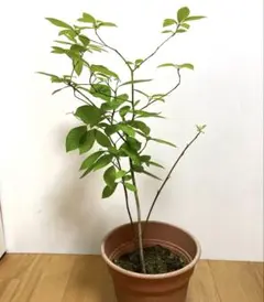 クロモジ　黒文字　苗木のサムネイル
