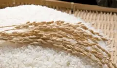 令和5年度産　10キロ　ヒノヒカリ　白米のサムネイル