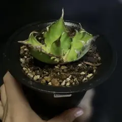 yuuto様 リクエスト 4点 まとめ商品