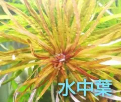 2本 ルドウィジア ギニア♪ 無農薬 水中葉 セネガレンシス