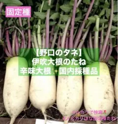 007★辛味大根『おいばね』SМ15kg 007様専用☆辛味大根『おいばね』SМ15kg | Mercari