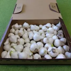 ００福井県産 酵母乳酸菌栽培 ミニミニ生にんにくのサムネイル