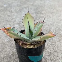 ジュン様 リクエスト 4点 まとめ商品