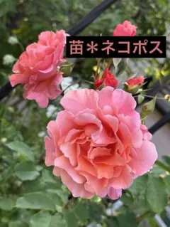 ミニバラ♡モカフェローズ（タグ落ち）♡3.5号♡ポットごと宅急便