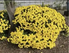 ざる菊　３苗のサムネイル