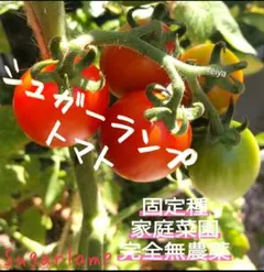 ちぢみ様 リクエスト 3点 まとめ商品