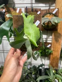 2025年最新】ウィリンキー ワイルドの人気アイテム - メルカリ