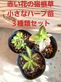 赤い花の宿根草小さなハーブ苗・３種類セット