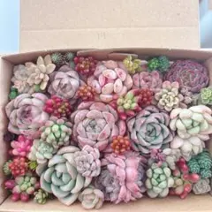 2026年最新】多肉植物 苗セットの人気アイテム - メルカリ