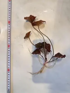 しんしん様 リクエスト 2点 まとめ商品