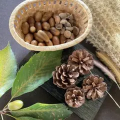 即出荷！＊＊松ぼっくり＊＊ドングリ@【煮沸.クリーンアップ済】秋感セット