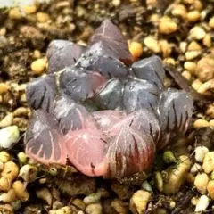 r*a様 OB-1オブツーサ錦　超美株　ハオルチア　観葉植物　30