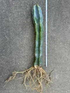 SK1様 リクエスト 3点 まとめ商品