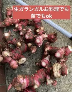 採れたてガランガルお料理でも苗でもOK 日興フーズ公式 | カラダ喜ぶドレッシング3本セット やさいdeやさい 5kg その他