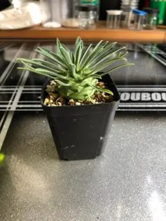 オベサ鉄甲②　実生　　2021年頃　播種　良型　フーフォルビアオベサ♀✕鉄甲丸♂ オベサ鉄甲⑦ 実生 2022年頃 播種 良型 フーフォルビアオベサ