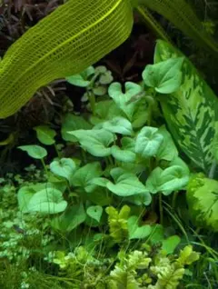 郵送　ワイルドドクダミ水中葉1株　水草ADA　水槽のサムネイル