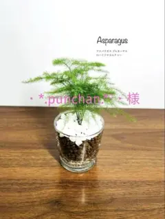 ・*.punchan‪‪‪.*¨̮・様 リクエスト 2点 まとめ商品 メルカリ便