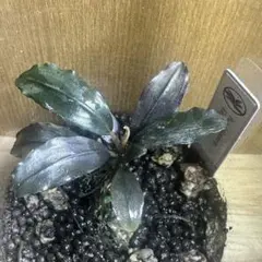 Bucephalandra sp.Red melon レッドメロン JB - メルカリ