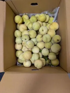 北海道産】新鮮 白玉ねぎ サラダ玉ねぎ 箱込み 15kg以上 - メルカリ