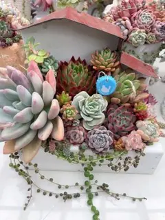【ユニークな形の流木寄せ】多肉植物寄せ植えそのまま飾れる寄せ植え　匿名発送 多肉植物 寄せ植え【流木寄せ】そのまま飾れる寄せ植え 匿名発送
