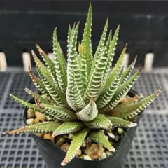 多肉植物 ハオルチア 翠雲錦 親株 子株付き 糊斑 - メルカリ