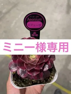 ミニー様専用のサムネイル