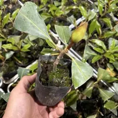 タイサンボク リトルジェム 苗木 常緑樹⭕️花芽付き⭕️ - メルカリ