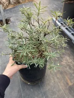 2025年最新】ユーフォルビア バルサミフェラの人気アイテム - メルカリ