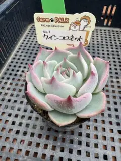 2026年最新】farmPALKの人気アイテム - メルカリ