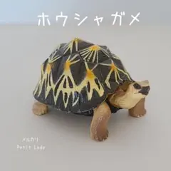 チョコエッグ 第6弾 おもしろ動物編 ホウシャガメ リクガメ