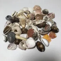 貝殻セット4