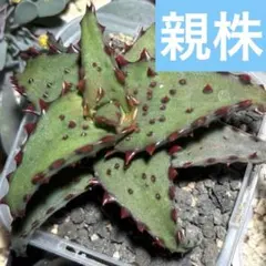 アロエ 強棘 カスティロニアエ 6 - メルカリ