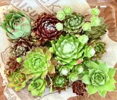 多肉植物 センペルビウム 寄せ植えセットのサムネイル