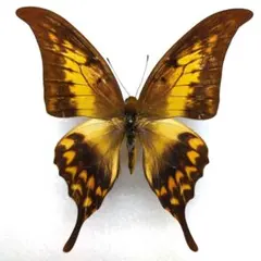 蝶標本｠沖縄県産 ナガサキアゲハ 白化型 1♀ - メルカリ
