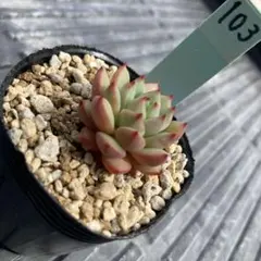 No.103 多肉植物 抜き苗 スカーレット　錦玉園札なしのサムネイル