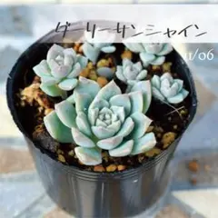 2025年最新】ダーリーサンシャインの人気アイテム - メルカリ