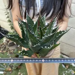 N*様 アガベ イラン産 モンタナ 大株 極上 特選株 サ*ン様 208 アガベ イラン産 “モンタナ”大株 極上 特選株 - メルカリ