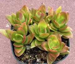 多肉植物　火祭り　3苗セット　抜き苗