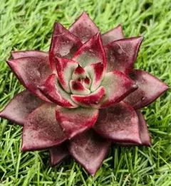 くにあん様 ご専用　リクエスト 2点 まとめ商品　值引70円