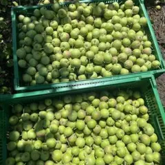 摘果りんご☆１０キロのサムネイル