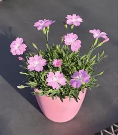 ㊱大きめ苗! 青鬼❣️そわそわ❣️もみじ飴❣️紅手鞠❣️6苗メルカリ便送料込 ㊱大きめ苗! 青鬼❣️そわそわ❣️もみじ飴❣️紅手鞠❣️6苗メルカリ