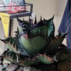 2025年最新】アガベ 親株の人気アイテム - メルカリ