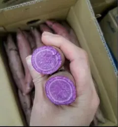 55超人気希少行方の紫福ふくむらさきいも箱込み1.3kg一番美味しい品種