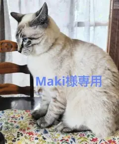 Maki様専用 アイビーゼラニウム