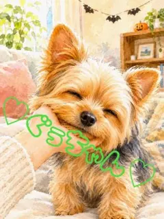 《一点限り》ヨークシャーテリア 甘える幸せ時間
