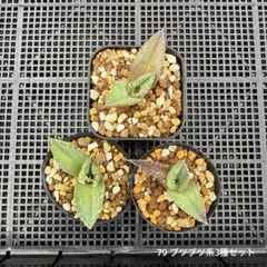 激レア　早い物勝ち　斑入り麻花龍　MaHua 超短葉　ブツブツ　メルカリ便発送 2026年最新】チタノタ ブツブツの人気アイテム - メルカリ
