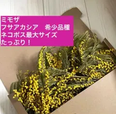 ミモザ　フサアカシア　ドライフラワー　素材　花材　ハンドメイド